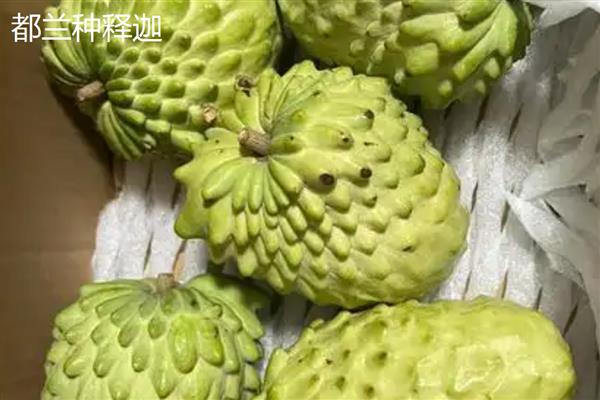 释迦的价格，每斤在30元左右