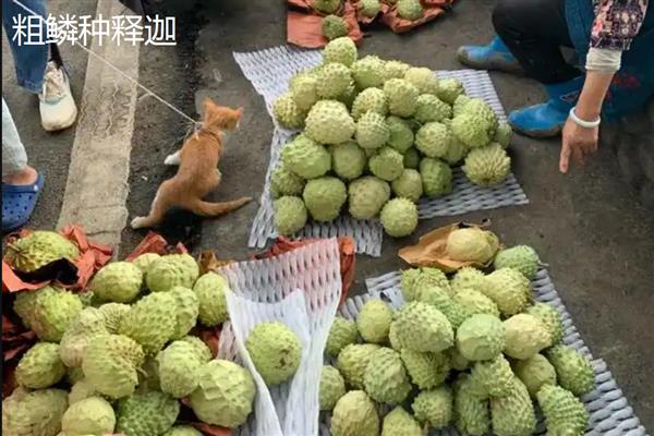 释迦的价格，每斤在30元左右