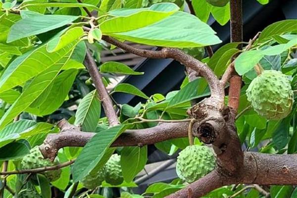 释迦的价格，每斤在30元左右