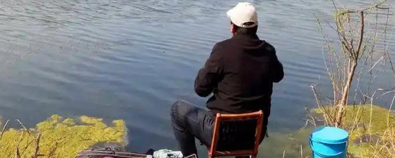 立春后钓鱼用什么饵料,可以用动物饵料