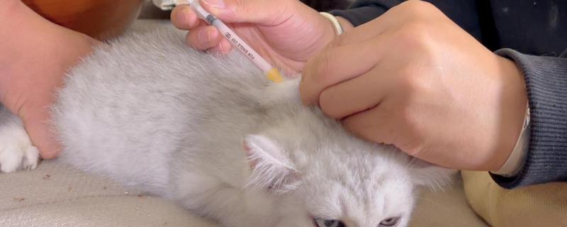 猫感冒打针打什么位置，分为皮下注射、肌肉注射等