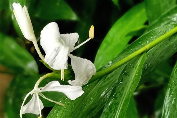 姜花的颜色,有白、黄、红、橙等