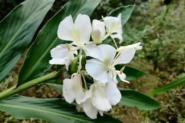 姜花的颜色,有白、黄、红、橙等