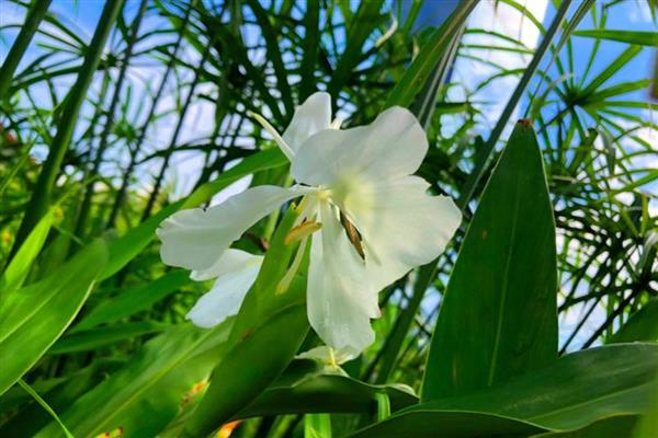 姜花的颜色,有白、黄、红、橙等