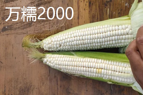 早春粘玉米的育苗时间，在2-3月份育苗可加快生长速度