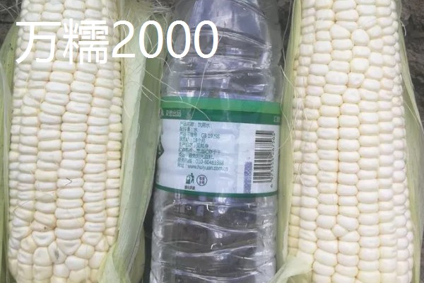 早春粘玉米的育苗时间，在2-3月份育苗可加快生长速度