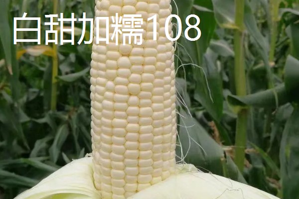 早春粘玉米的育苗时间，在2-3月份育苗可加快生长速度