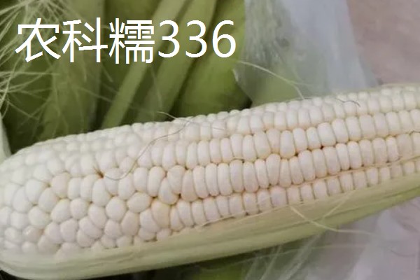 早春粘玉米的育苗时间，在2-3月份育苗可加快生长速度