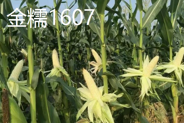 早春粘玉米的育苗时间，在2-3月份育苗可加快生长速度