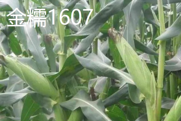 早春粘玉米的育苗时间，在2-3月份育苗可加快生长速度