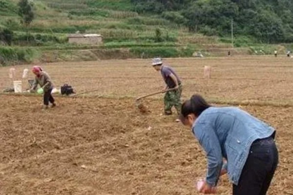 怎么对莴笋施肥，长出5-6片立叶时亩施高氮钾复合肥30-35公斤