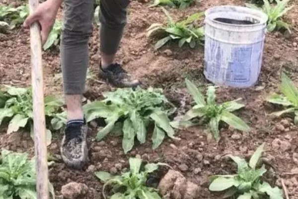 怎么对莴笋施肥，长出5-6片立叶时亩施高氮钾复合肥30-35公斤