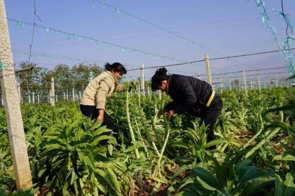 怎么对莴笋施肥，长出5-6片立叶时亩施高氮钾复合肥30-35公斤