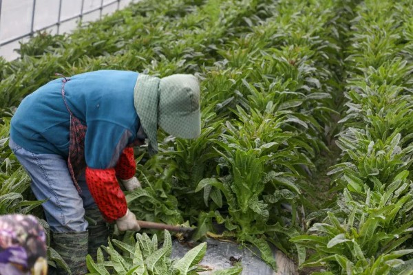 怎么对莴笋施肥，长出5-6片立叶时亩施高氮钾复合肥30-35公斤