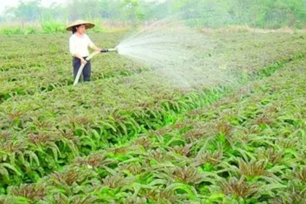 怎么对莴笋施肥，长出5-6片立叶时亩施高氮钾复合肥30-35公斤