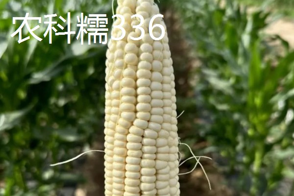 早春粘玉米的育苗时间，在2-3月份育苗可加快生长速度