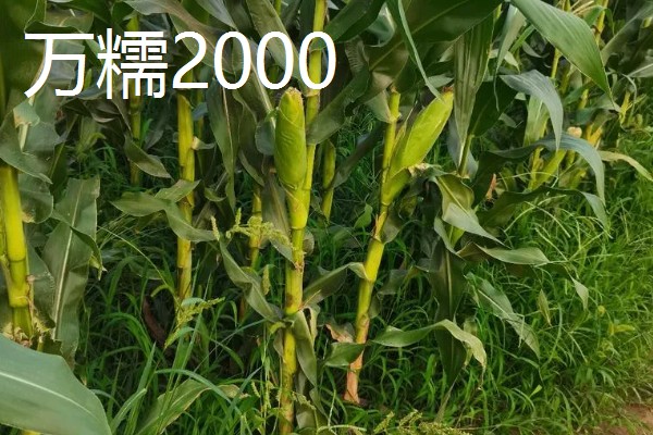 早春粘玉米的育苗时间，在2-3月份育苗可加快生长速度