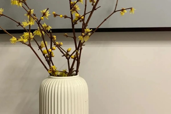 腊梅插花瓶内要不要放水,腊梅插花瓶内要放水