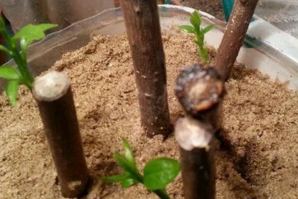 腊梅插花瓶内要不要放水,腊梅插花瓶内要放水