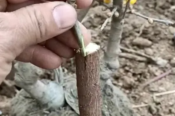 腊梅插花瓶内要不要放水,腊梅插花瓶内要放水