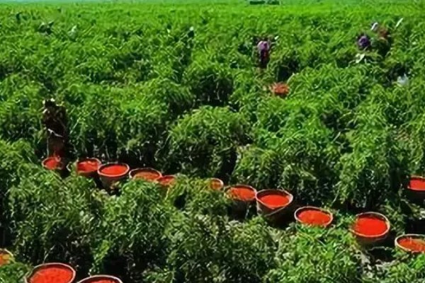 河谷农业与灌溉农业的区别，地理环境和水源利用方式均不同