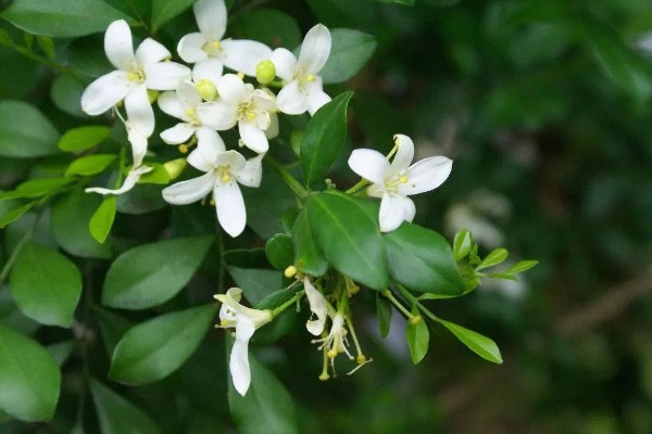 九里香的花语，寓意爱情的俘虏、勇气等