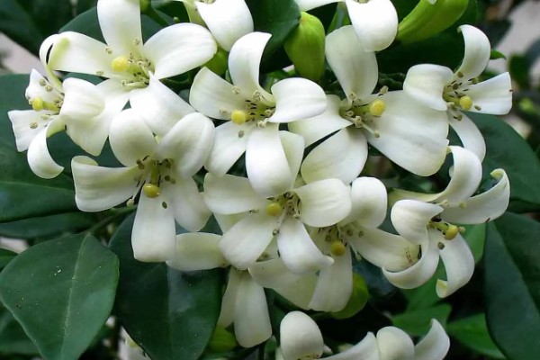 九里香的花语，寓意爱情的俘虏、勇气等