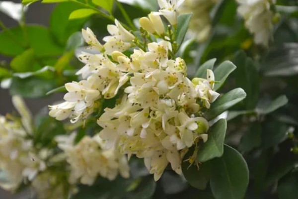 九里香的花语，寓意爱情的俘虏、勇气等
