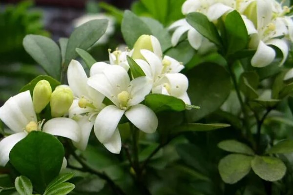 九里香的花语，寓意爱情的俘虏、勇气等