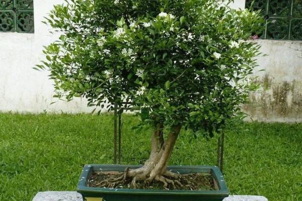 九里香的花语，寓意爱情的俘虏、勇气等