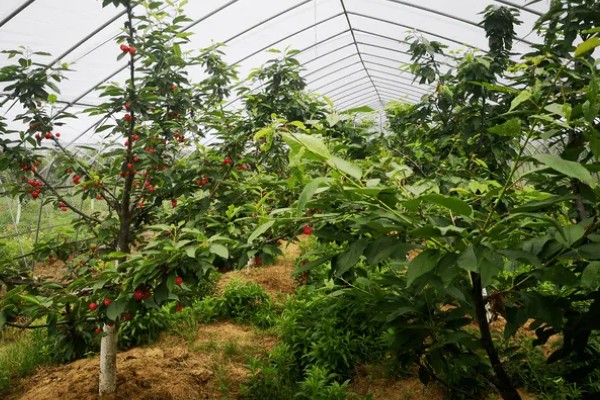 车厘子如何进行矮化密植，关键是做好整形修枝工作