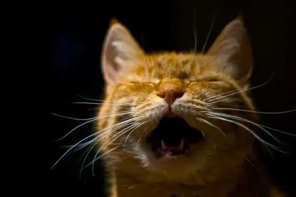 猫咪晚上乱叫的原因，可能是发情所致