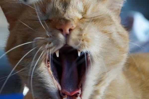 猫咪晚上乱叫的原因，可能是发情所致