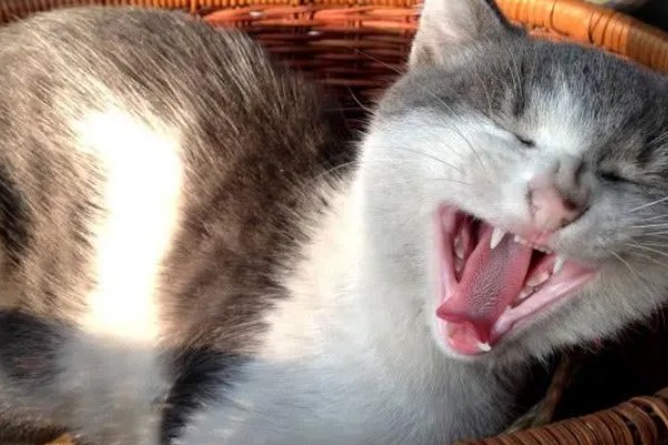 猫咪晚上乱叫的原因，可能是发情所致