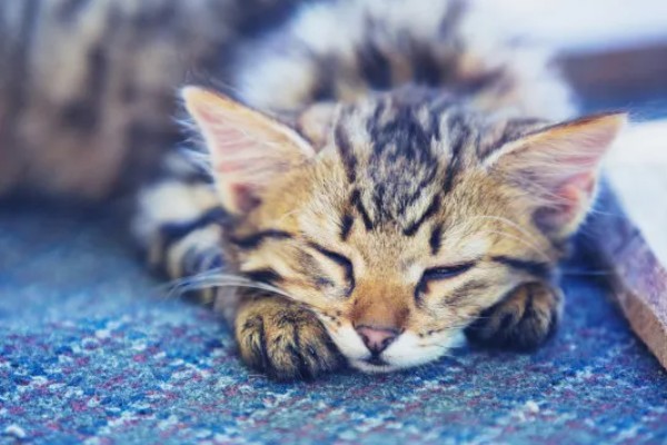 猫咪晚上乱叫的原因，可能是发情所致