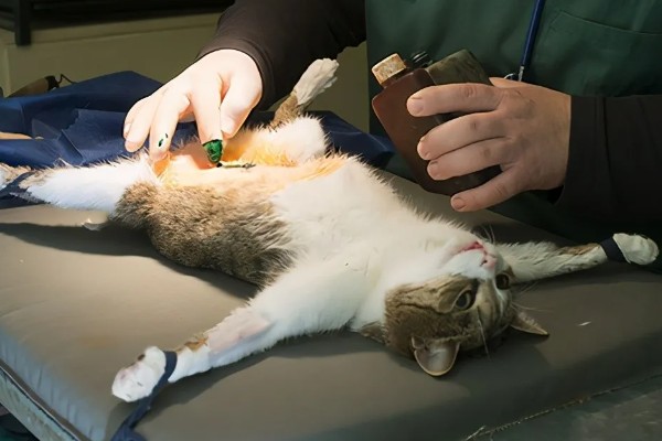 猫咪晚上乱叫的原因，可能是发情所致