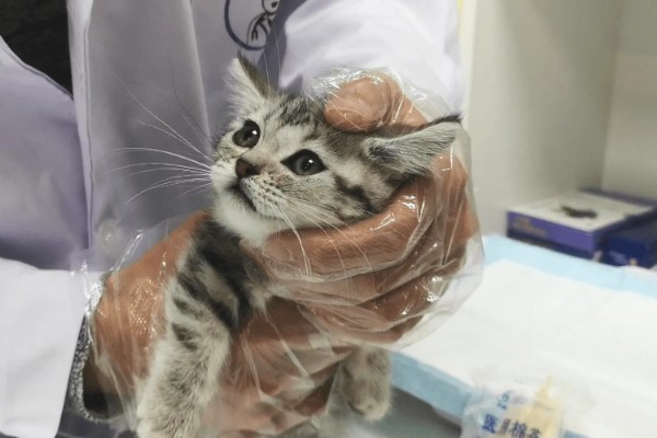 猫咪晚上乱叫的原因，可能是发情所致