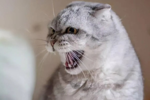 猫咪晚上乱叫的原因，可能是发情所致