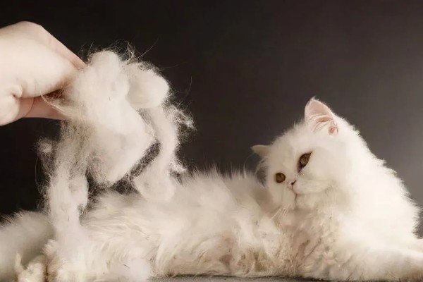 猫咪晚上乱叫的原因，可能是发情所致