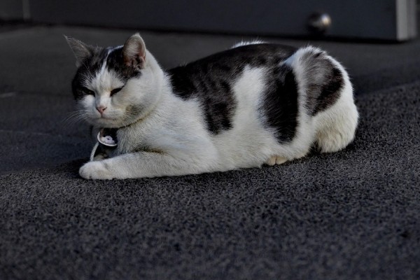 猫咪晚上乱叫的原因，可能是发情所致