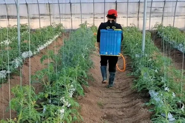 露天番茄的种植方式，浸种用磷酸三钠溶液浸泡20分钟