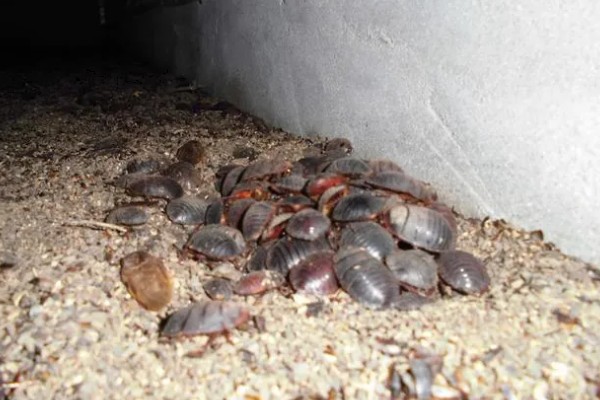 土元怎么养殖，适宜的生长温度在28-30度