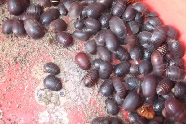 土元怎么养殖，适宜的生长温度在28-30度