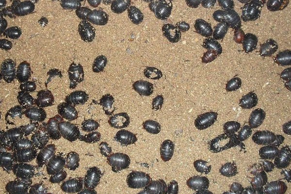 土元怎么养殖，适宜的生长温度在28-30度