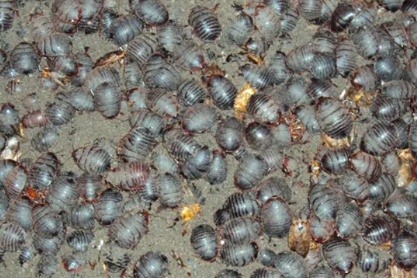 土元怎么养殖，适宜的生长温度在28-30度