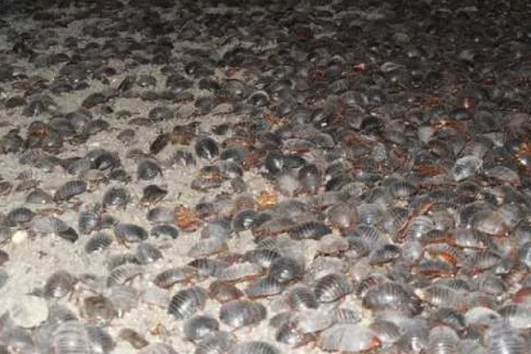 土元怎么养殖，适宜的生长温度在28-30度