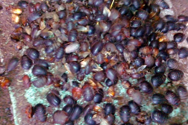 土元怎么养殖，适宜的生长温度在28-30度