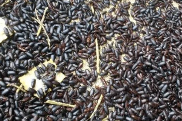 土元怎么养殖，适宜的生长温度在28-30度