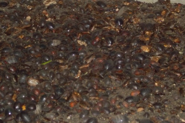 土元怎么养殖，适宜的生长温度在28-30度