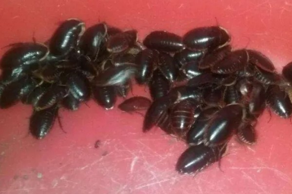 土元怎么养殖，适宜的生长温度在28-30度